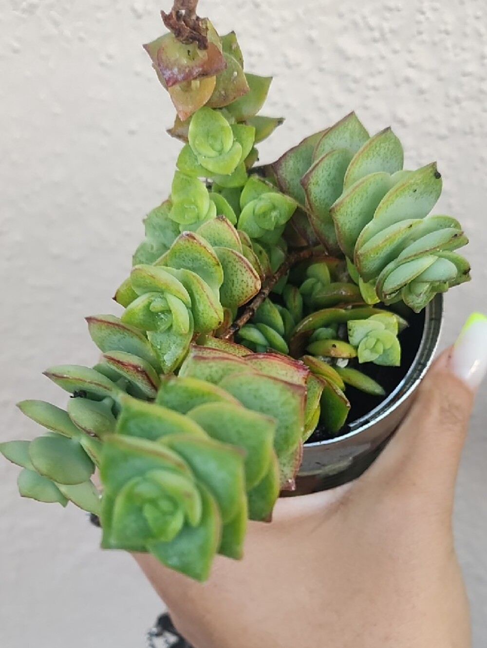 Green Succulent Plant in Silver Tin Planter - Unbranded - Picture 6 of 6